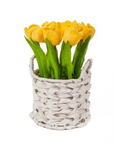 10 in. Spring Yellow Tulip Bouquet in White Basket